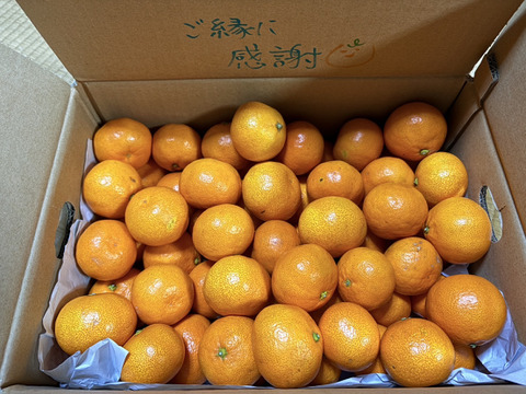 感動のみかん！防腐剤不使用S~Mサイズ5kg とみ子ばぁばの有田みかん＜有田産>【夜市限定】