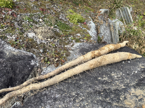 年初めの自然薯　祝い束２~４本・約１㎏
