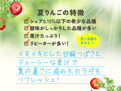 ご予約完売！【毎年収穫前に売り切れます！】夏あかり 3キロ箱 小玉品種〜18玉 商品ID40928 長野県 信州 安曇野 リンゴ 幻 幻のリンゴ 予約 希少 旬