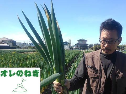 浜名湖の潮風で育てた【農薬・化学肥料節減】の甘トロ白ネギ（10ｋｇ） 約35～70本入/箱　２L・Lサイズのみ　慣行比5割減