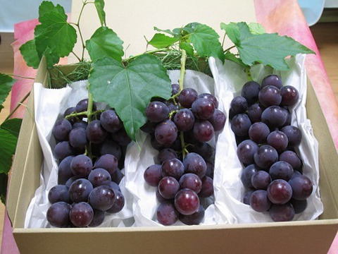 強烈な甘さと溢れそうな果汁！巨峰２ｋｇ