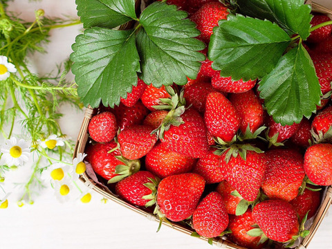 【ゆ～ゅさま専用ページ】南国土佐 完熟夏秋いちご４ｋｇ ご家庭用 農薬不使用 自然栽培 四万十産