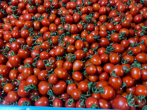 パリっ！甘っ！八丈島の風土が生み出した"真紅"のミニトマト（850g（5袋））