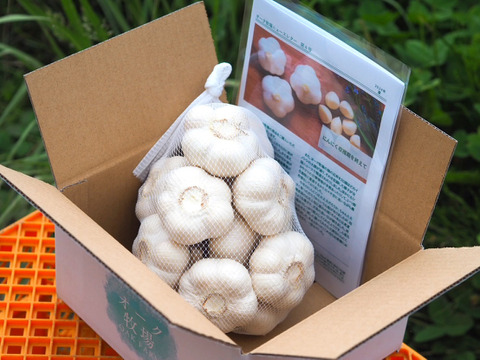 素揚げが大好評！田子町産にんにく【お試し5玉】7月中旬以降お届け