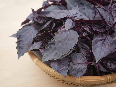 採れたて！新鮮ダークオパールバジル 300g 【農薬化学肥料不使用】