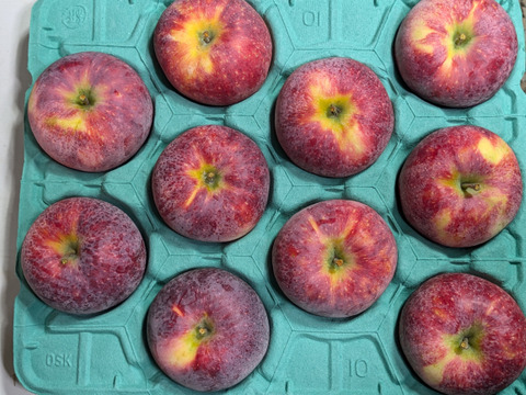 シナノリップ約９ｋｇ　ジューシーで香りのよい夏りんご