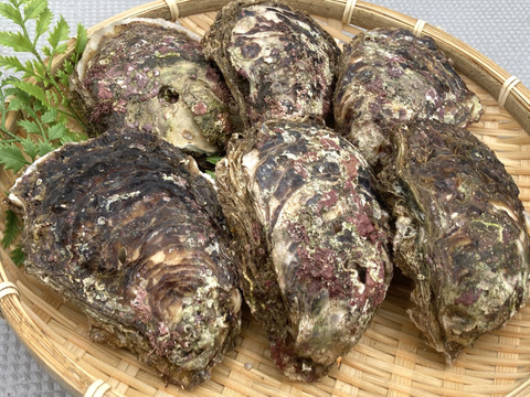 【限定品】天然岩牡蠣（小〜中）6枚