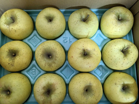 シナノゴールド　訳あり　長野県産りんご3kg 6〜13玉