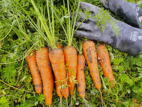 甘さ多めの寒じめ有機人参　3Kg