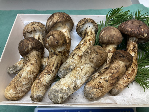 【秋の味覚の王様】松茸/マツタケ/まつたけ/純国産/ほぼつぼみ/207g【特上】【最短当日発送】