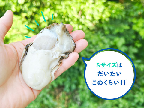【生食】美味！ミネラルたっぷり岩牡蠣(M20個入)島根県産