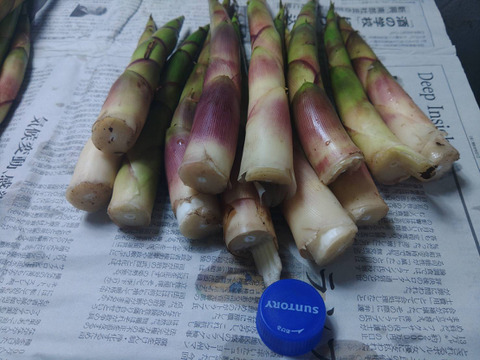 【太くて旨い】月山竹/すずこ/根曲がり竹/チシマザサ/標高800m以上の高地採取もの/極太【1kg】