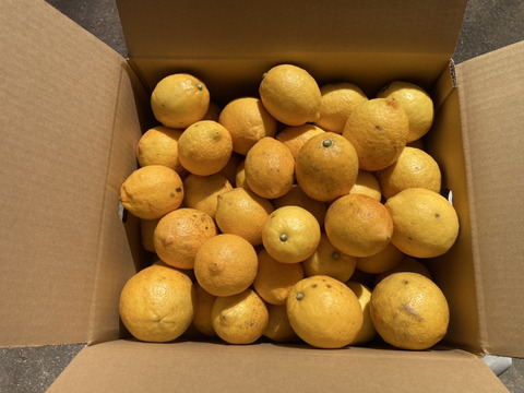 【訳アリ】『広島県産レモン 15kg（105個前後）』栽培期間中農薬不使用