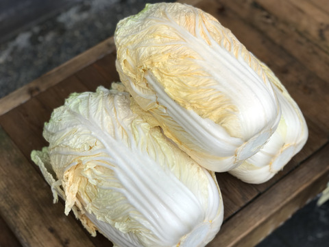 【ごはん大好き様専用】《訳あり》オレンジクイン