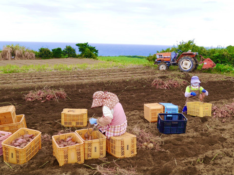 種子島産安納芋 S&M 混合サイズ 24kg｜甘くて濃厚🍠｜aimo農園直送