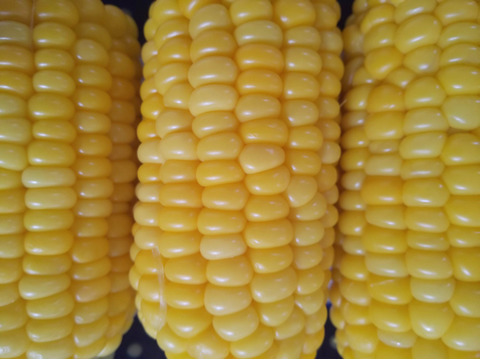 濃厚な甘みの🌽先端カット５本