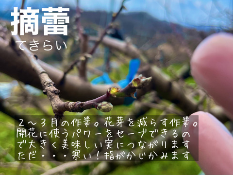 【家庭用】夏を先取り！６月下旬～７月中旬の岡山の桃　小箱４～６玉