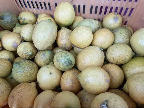 広島大長イエローレモン＜加工用＞10㎏