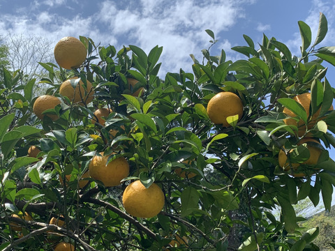 まじりっけなし！自然栽培 樹上完熟の『甘夏』3kg