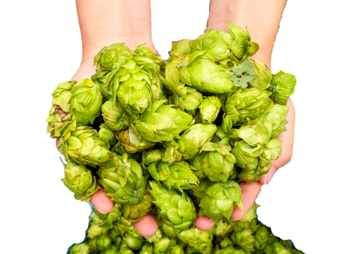 【夏ギフト】南阿蘇発！「クラフトビール2種×3本」ギフトセット