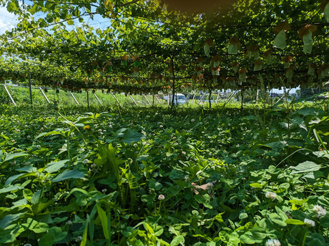 【プレミアム贈答】ナガノパープルとシャインマスカット （450g以上、合計２房 約950g）長野県認証/特別栽培同基準（信州の環境にやさしい農産物認証50）