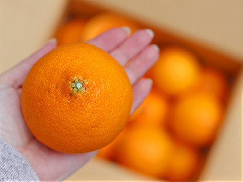 【樹上完熟】完熟プリンセス２ｋｇ 農薬不使用 自然栽培 愛媛県産