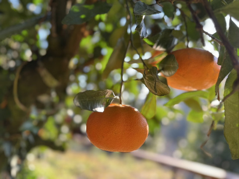 愛媛限定 甘平2kg 訳あり家庭用【希少品種】とろける甘さ！