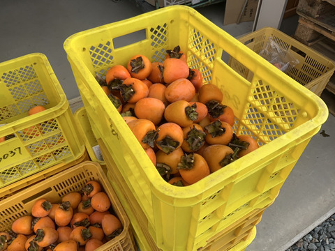 自分で作る干し柿！渋柿30個セット【作り方シート付き】