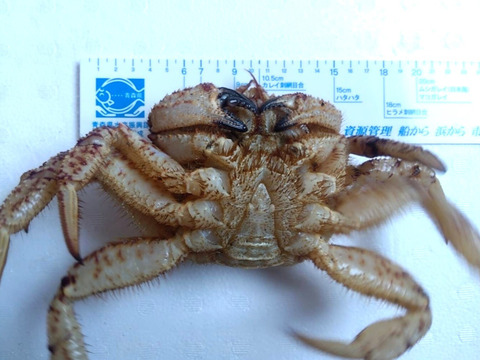 小振りでも旨さは格別！オスの活トゲクリガニ（大サイズ）約1キログラム（２～３匹）
※1月〜6月頃まで