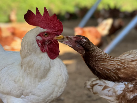 空と大地に見守られて、産まれる卵。-itadaki-甘くてコク深い、放牧鶏「暖鷄」の卵です。放牧卵itadaki/自然放牧【限定枠定期便】24個入