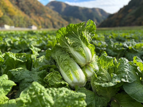 「ミニ白菜５玉とべにはるか３kg」霜降り白菜とあまいお芋。兵庫県但馬産。