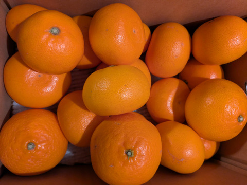 農園自慢のせとか『家庭用3キロ』