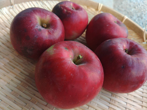 【自然栽培】【数量限定】酸味と甘みのバランスが美味しい！皮ごと食べられる紅玉リンゴ（1㎏）（5～6個）
