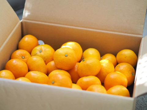 【ご家庭用】瀬戸内温州みかん５ｋｇ 農薬不使用 自然栽培 愛媛県産