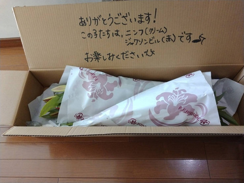 【球根生産中止商品】■ファイヤーボルト5本束■F.F.HIRAIDEのコーポレートリリーとしていた子が遂に今回で最後になってしまいました(/ω＼)見納めです。