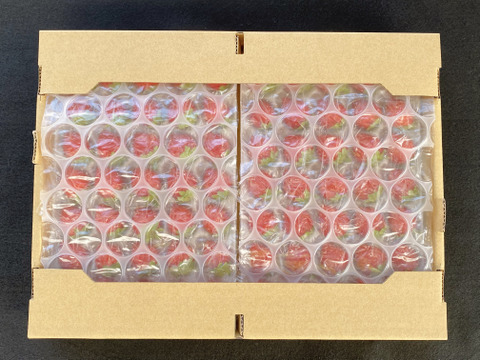 生 今が旬❗️ 夏秋イチゴ【すずあかね】35玉×2トレー 爽やかサッパリ