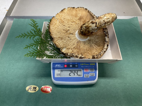 秋の味覚の王様】松茸/マツタケ/まつたけ/純国産/開き/244g【香爆発