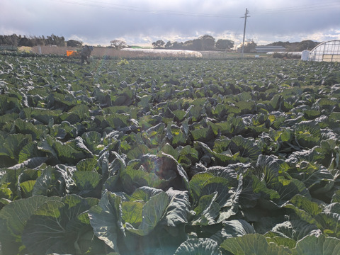 甘いキャベツとくみつ　寒玉２玉