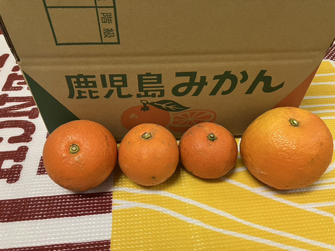 鹿児島県産「農薬不使用・橙」5㎏