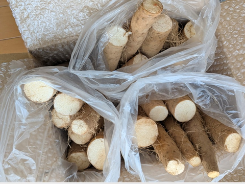 最終販売セール❣️【⚠️訳あり】カット長芋4.5kg★物価高騰､生活応援価格‼️