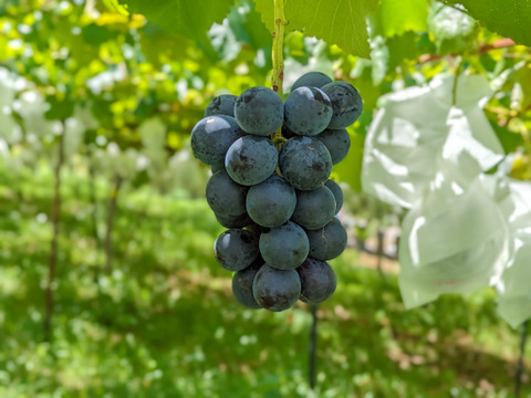 皮ごと食べる巨峰系！ナガノパープル4kg（8～16房）長野県認証/特別栽培同基準（信州の環境にやさしい農産物認証50）