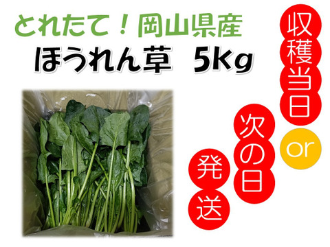 新発売の 採れたて！岡山県産『ほうれん草』5kg：岡山県産の伸兵衛｜食べ 野菜