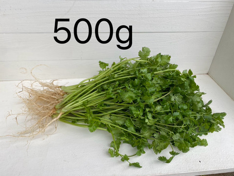 高い品質 自然栽培】パクチー 1㎏（肥料・農薬不使用）：愛媛県産の品種 野菜