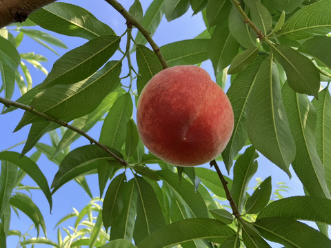 【夏のギフト・７月下旬】かたい桃「おどろき」約２kg・６～８玉１箱山梨県笛吹市八代町産