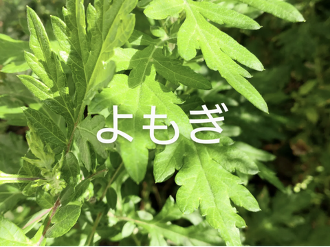 よもぎ30本（30苗）、ローリエ30枚、アップルミント30本のセット☆自然栽培