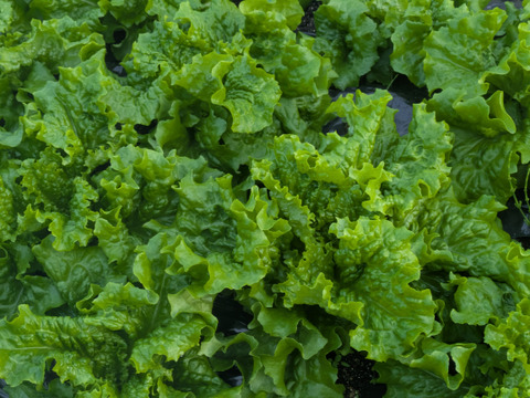 ❄️☃️冬の野菜セット☃️❄️