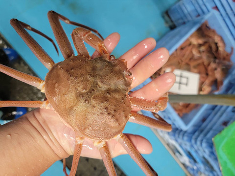 オオズワイガニ80サイズ詰めこみBOX