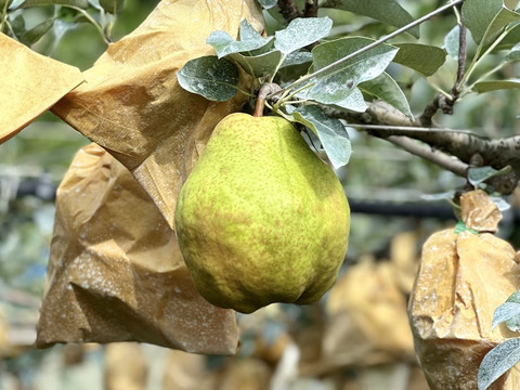 ジューシー・なめらか・濃厚！西洋梨《シルバーベル》 約2kg 4～6玉入 光センサーで糖度14度以上を確認済