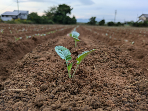 ル 年末のプロモーション 3キロ入り小さいブロッコリー：愛知県産の野菜｜食べチョク 野菜