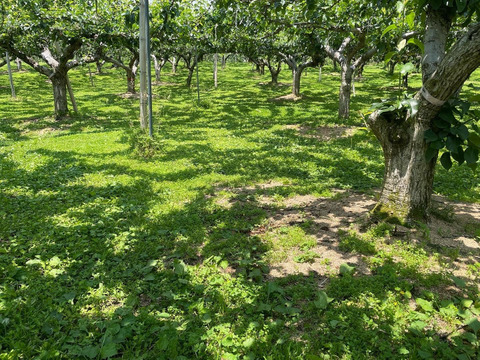【Ｒ９年度産】予約「新甘泉」2.5キロ(5～9玉) たにがみ農園 果汁たっぷり‼ 鳥取県 梨 nashi しんかんせん